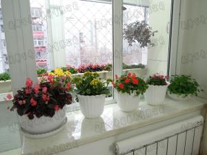 室内花卉租摆选择不当也会造成室内环境污染影响健康