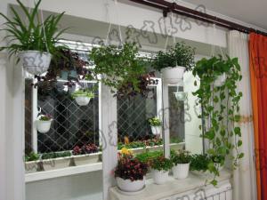 成都花卉租赁之 室内养花抗污染