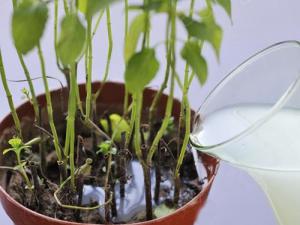 成都花卉租赁公司您为您揭秘淘米水浇花到底好不好？