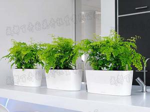 成都植物租摆关于客厅风水植物摆放有哪些禁忌