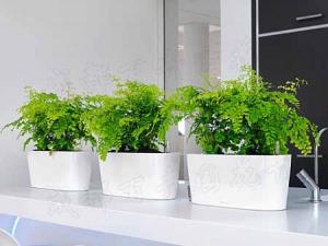 成都花卉租赁介绍为什么室内要养花