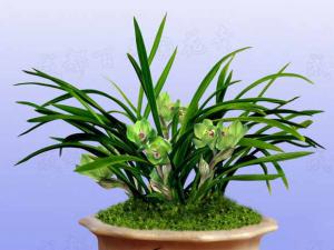 成都植物租摆中的兰花不宜用自来水浇