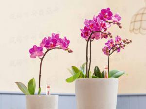 成都花卉租摆介绍怎样看出花卉缺乏哪种营养元素