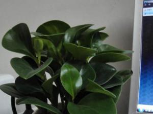 成都植物租摆中的豆瓣绿有什么作用？