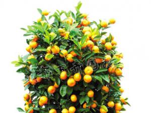 关于成都花卉租摆中的年桔的摆放与风水