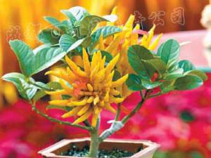 成都植物租摆对于办公室风水的原理是什么？