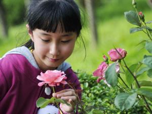 成都花卉租赁中赏花能有效消除眼睛疲劳