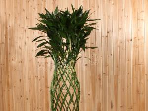 成都租植物在办公室最适合摆放的三类植物