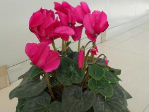 成都花卉租赁中的仙客来对居家环境的作用和风水学应用