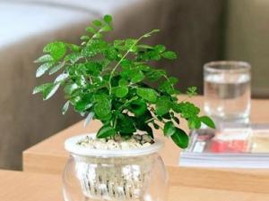 成都植物租摆中室内养水培植物的功效