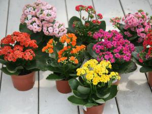 成都花卉租摆中的长寿花的风水学应用