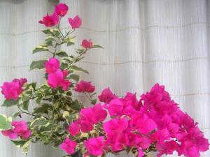 成都花卉租赁中三角梅对室内环境有着特殊的应用