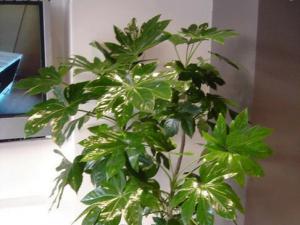 成都植物租赁中八角金盘对办公室内环境作用和风水应用