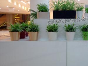 成都花卉租赁对盆栽花卉的上盆及养护技术