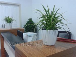 成都花卉租赁:花卉的价值和功效