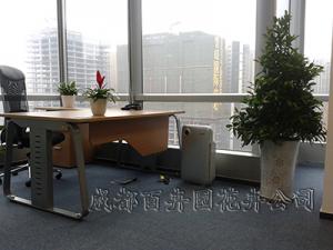 成都花卉租赁注重在室内摆些环保盆栽花卉