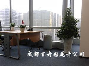 成都植物租赁带您了解植物生物场与健康