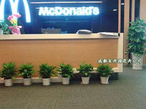 成都植物租赁公司专注办公室内植物租摆