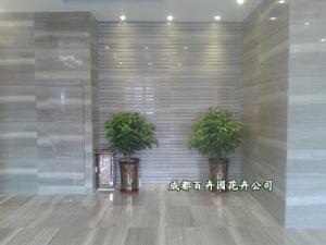 成都植物租赁公司为您量身设计多套植物租摆方案