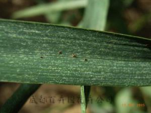 成都植物租赁公司介绍怎样快速杀灭室内植物花卉害虫的方法