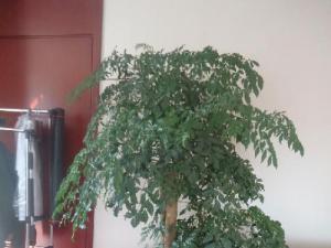 成都植物租赁公司介绍幸福树（菜豆树）在室内的养殖方法和注意事项