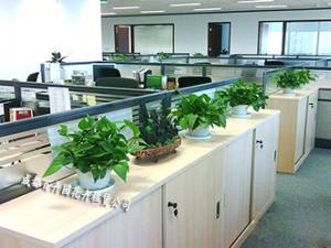 成都花卉公司提供公司办公室花卉租摆绿化方案