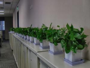 盆栽植物租摆在办公室中的价值体现