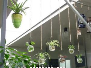 成都植物租赁公司打造几种办公室植物养殖方案