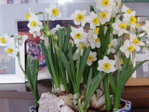 成都花卉租赁公司为您介绍水仙花的作用