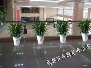 成都植物租赁公司关于室内植物租摆多久更换一次？