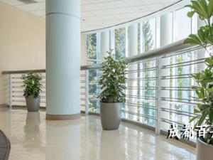 成都盆栽植物租摆公司讲解春季室内盆栽植物的栽培与养护