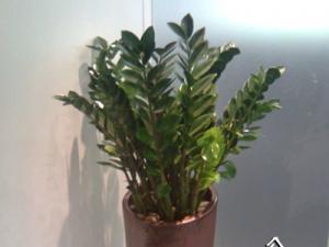 成都办公室租植物对2016年12生肖摆放最旺财的植物有那些？