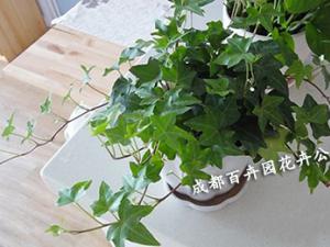 成都租花公司介绍几种不需要阳光的室内植物