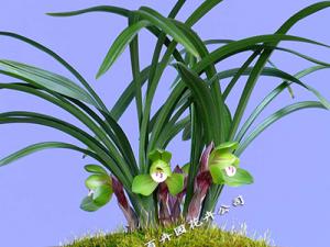 成都租花公司介绍兰花草的养护管理及注意事项