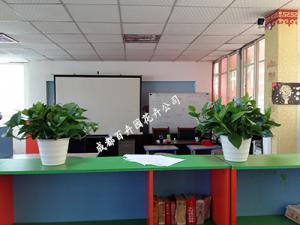 成都盆栽租赁公司