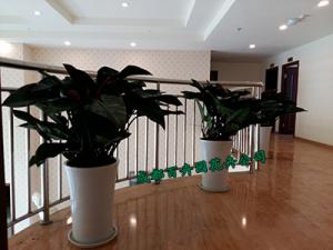 成都租花容易，养花难