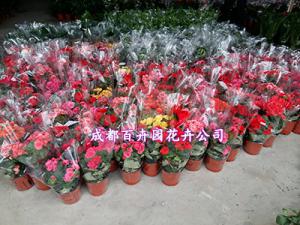 【成都花卉租赁公司】就是成都卖花的地方