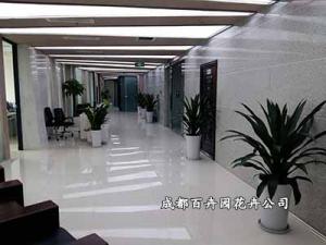 【成都花卉租赁公司】提供售楼部花卉租赁设计方案