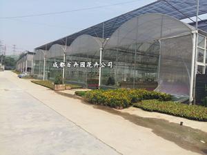 2016成都室内植物租摆租金报价单