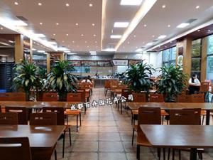 成都绿植租赁公司之办公室绿植租赁的甲醛克星