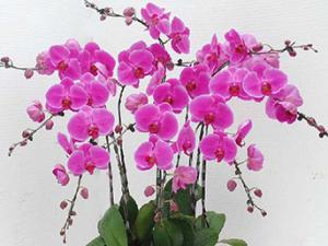 公司办公室开业租摆什么盆栽植物比较好呢？