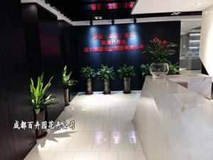 该如何在办公室内摆放盆栽植物花卉