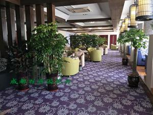 办公室租植物划算还是买植物划算？