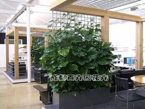 成都高新区绿植租赁报价怎样计算才合理