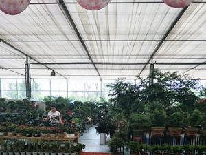 成都武侯区植物租赁服务分点地址