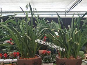 分享成都办公室植物租摆中的兰花养护技巧！