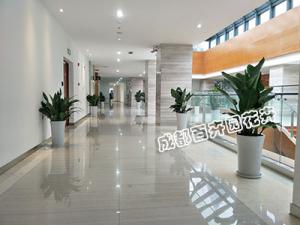 2018年成都植物租赁价格参考表出炉！