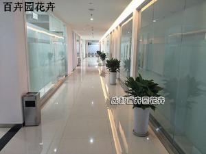 成都办公室租植物花卉需要注意哪些？