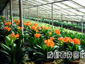 成都花卉租赁推荐冬季租摆的花卉品种