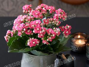 成都花卉租赁长寿花摆放在室内怎么管理？